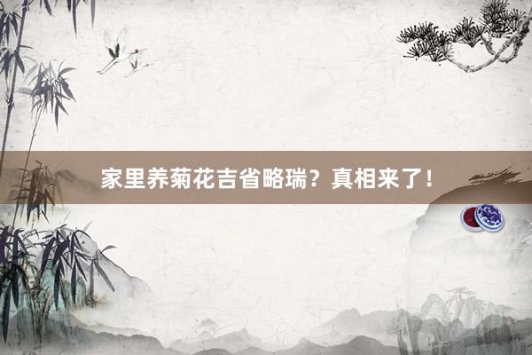 家里养菊花吉省略瑞？真相来了！